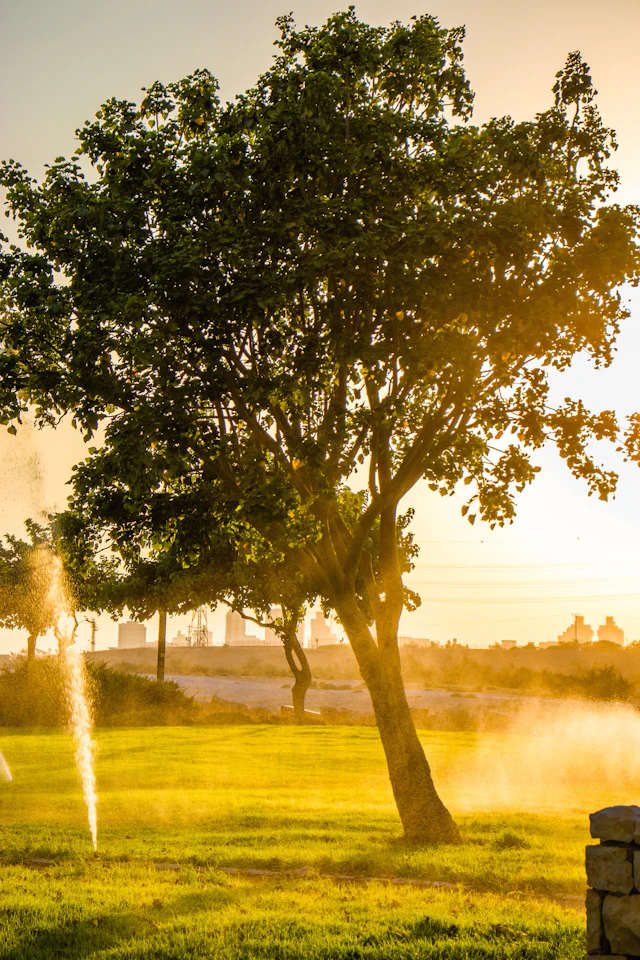 irrigated lawn at golden hour